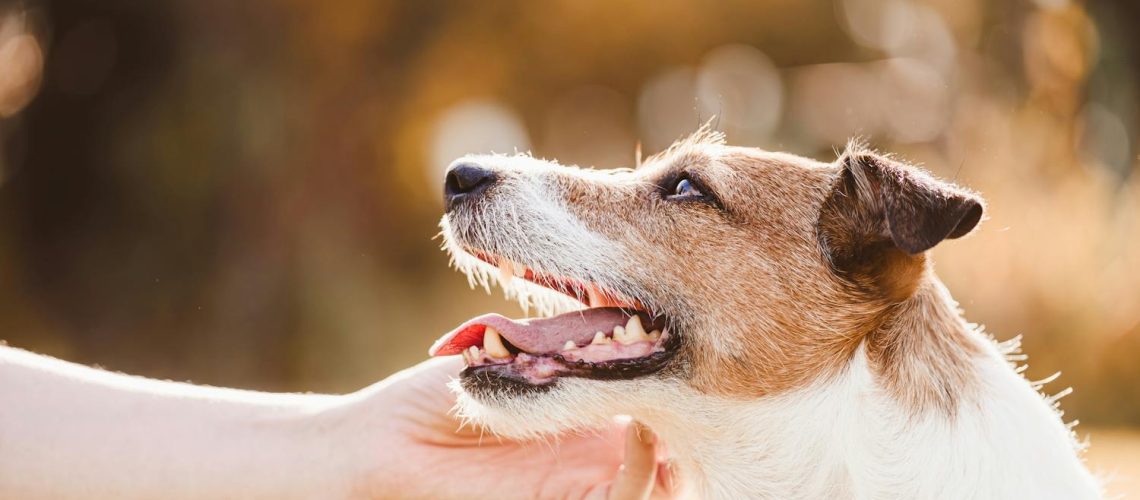 Comment déstresser un chien : conseils et astuces